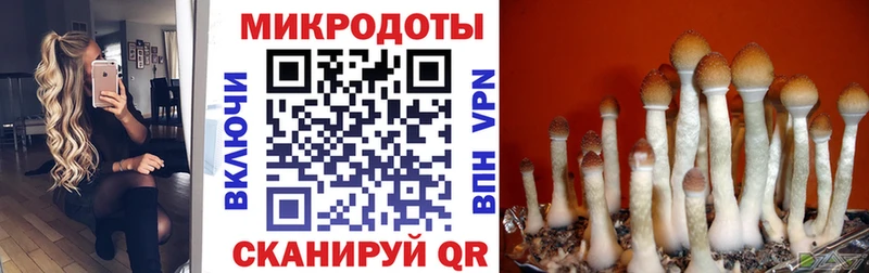 Псилоцибиновые грибы прущие грибы  Владивосток 